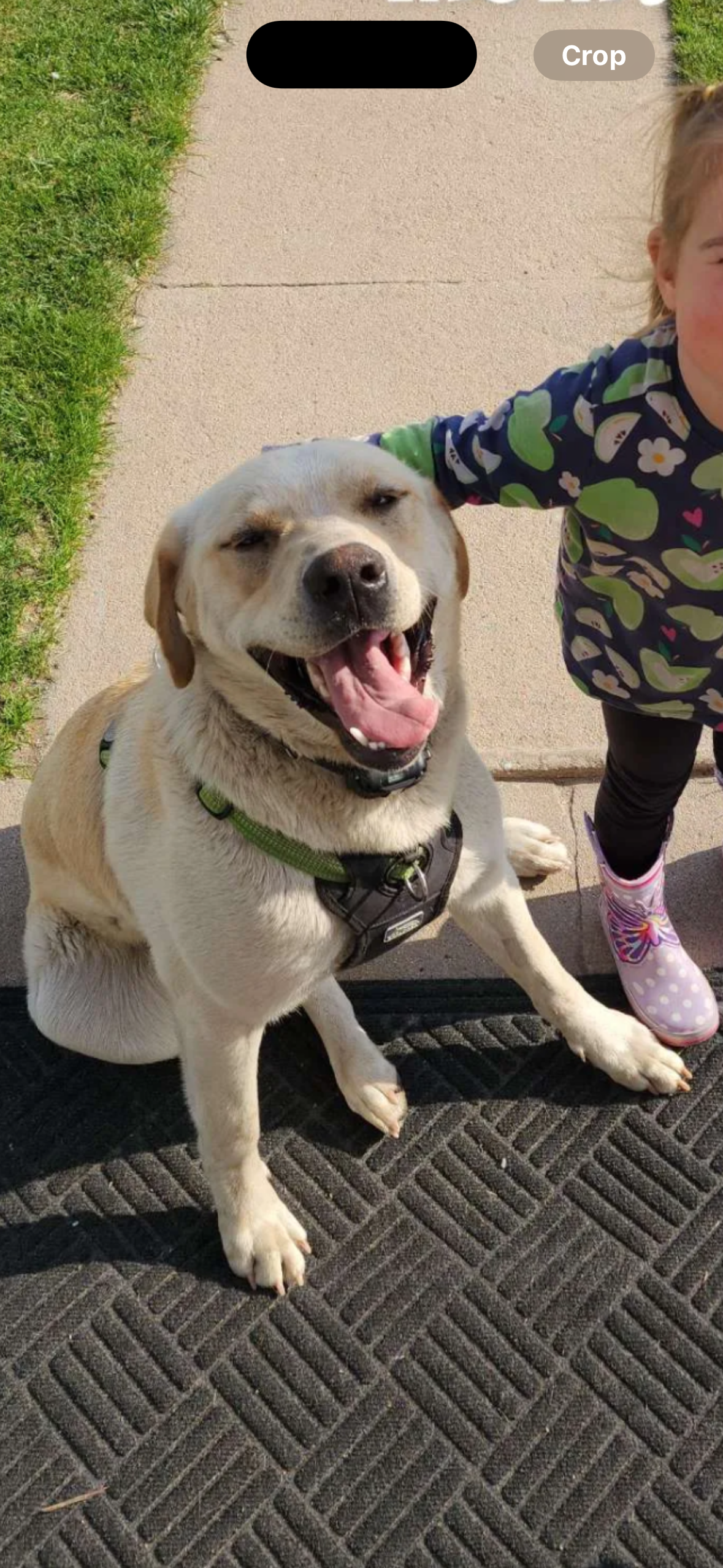 lost dog named Barkley